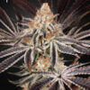 Dark Phoenix feminiserede cannabisfrø fra Green House Seeds