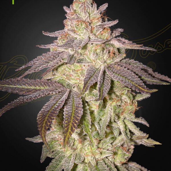 Black Toffee autoblomstrende cannabisfrø fra Green House Seeds
