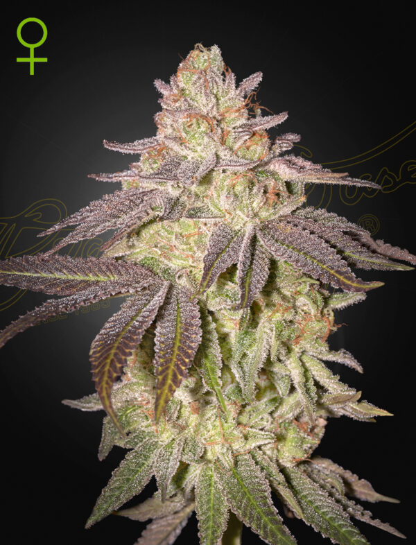Black Toffee autoblomstrende cannabisfrø fra Green House Seeds