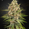 Bubba Slush feminiserede cannabisfrø fra Green House Seeds