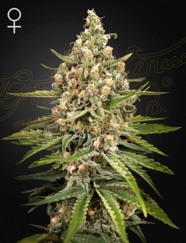 Bubba Slush feminiserede cannabisfrø fra Green House Seeds