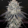 Fullgas feminiserede cannabisfrø fra Green House Seeds