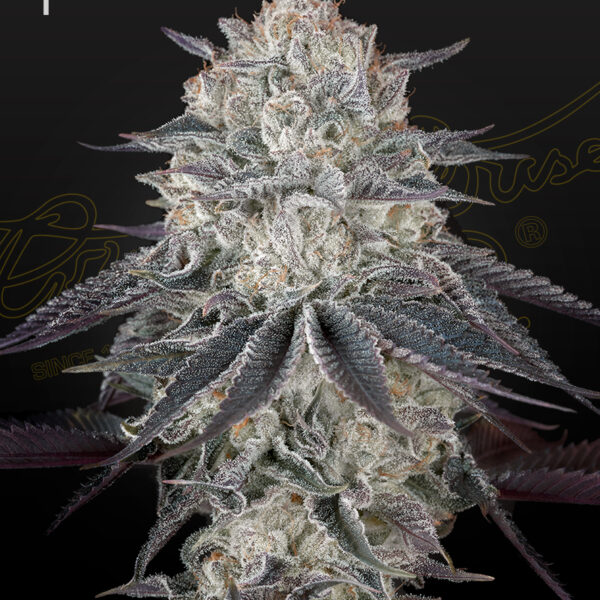Fullgas feminiserede cannabisfrø fra Green House Seeds