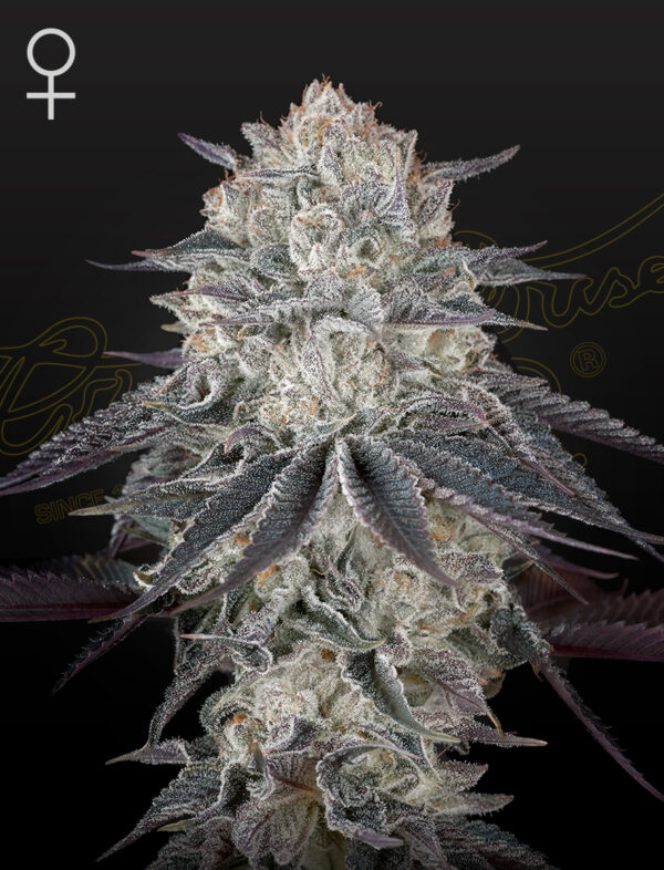 Fullgas feminiserede cannabisfrø fra Green House Seeds