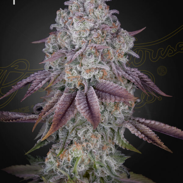 Persian Pie feminiserede cannabisfrø fra Green House Seeds
