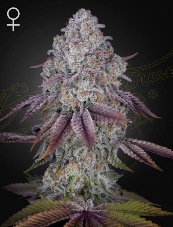 Persian Pie feminiserede cannabisfrø fra Green House Seeds