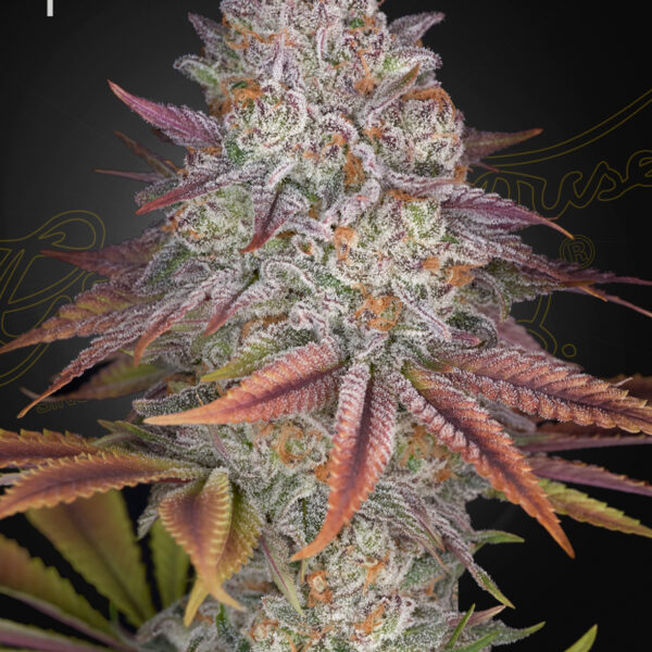 Pulp Friction feminiserede cannabisfrø fra Green House Seeds