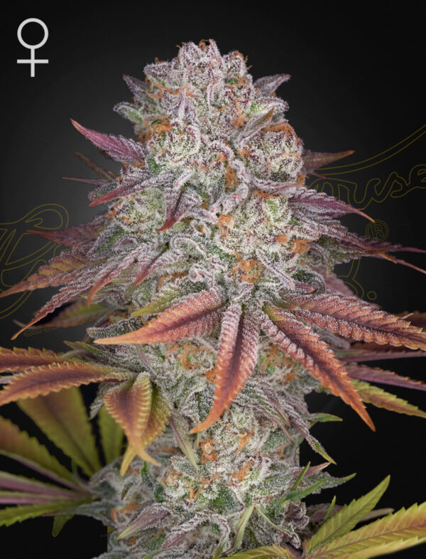 Pulp Friction feminiserede cannabisfrø fra Green House Seeds