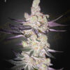 Razuberi feminiserede cannabisfrø fra Green House Seeds
