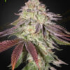 Sugarlato autoblomstrende cannabisfrø fra Green House Seeds