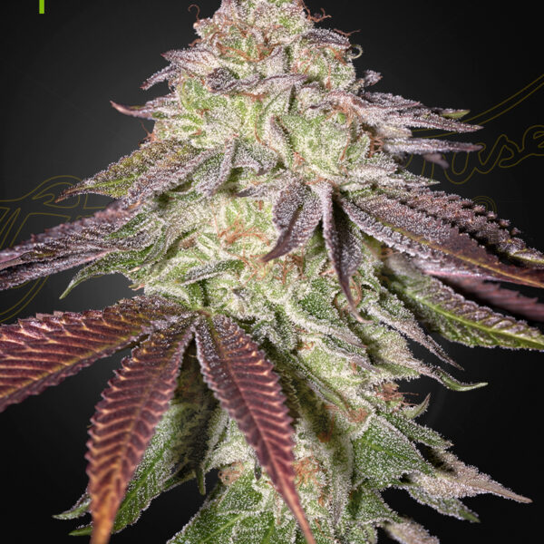 Sugarlato autoblomstrende cannabisfrø fra Green House Seeds