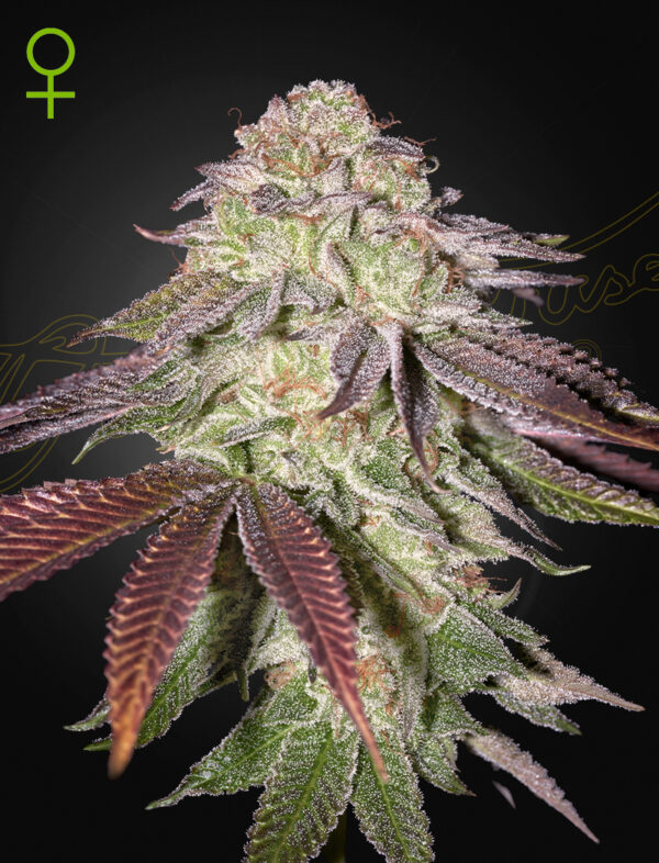 Sugarlato autoblomstrende cannabisfrø fra Green House Seeds