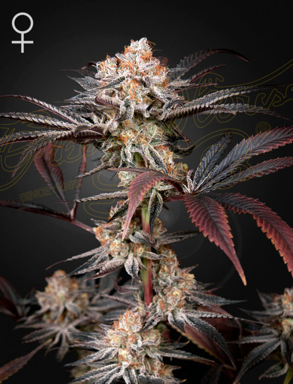 Wonder Pie feminiserede cannabisfrø fra Green House Seeds