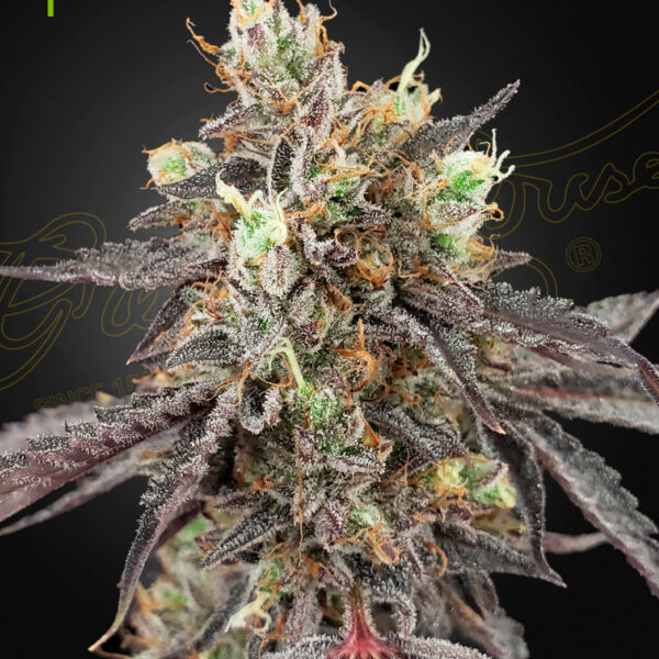 Gelato 41 x Gelato autoblomstrende cannabisfrø fra Green House Seeds