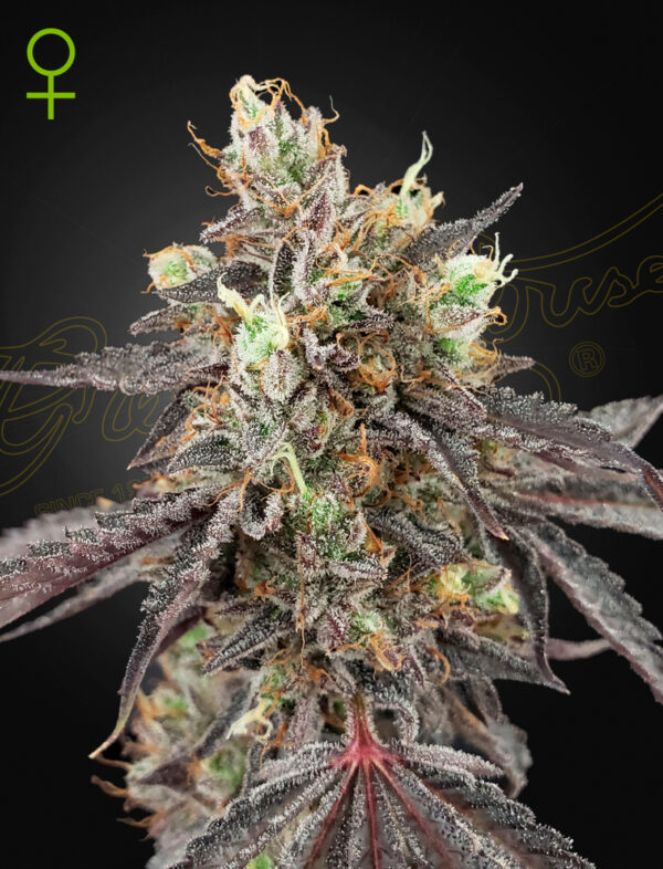 Gelato 41 x Gelato autoblomstrende cannabisfrø fra Green House Seeds