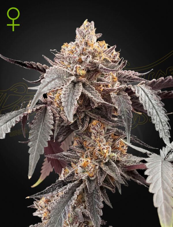Guava x Gelato 41 autoblomstrende cannabisfrø fra Green House Seeds