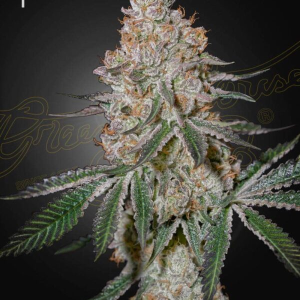 HighCloudz feminiserede cannabisfrø fra Green House Seeds