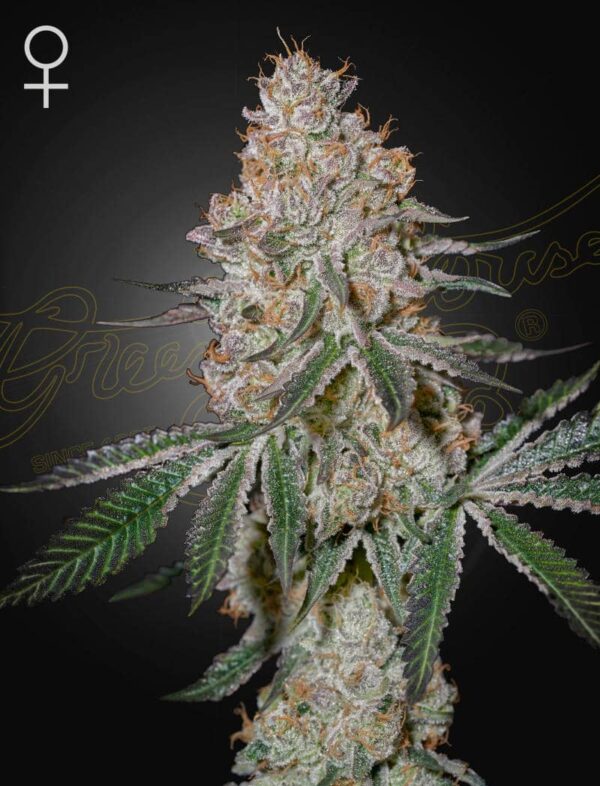 HighCloudz feminiserede cannabisfrø fra Green House Seeds