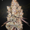 Holy Snow feminiserede cannabisfrø fra Green House Seeds