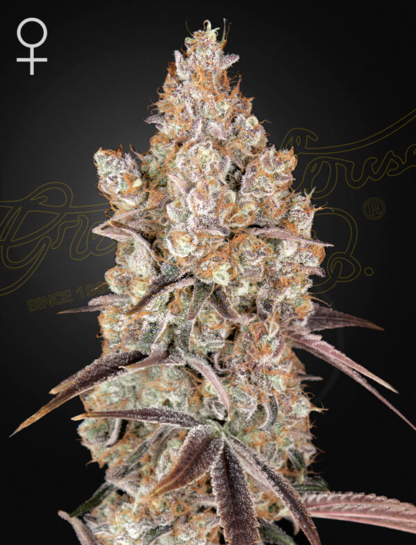 Holy Snow feminiserede cannabisfrø fra Green House Seeds