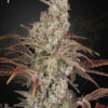Jack’s Dream feminiserede cannabisfrø fra Green House Seeds