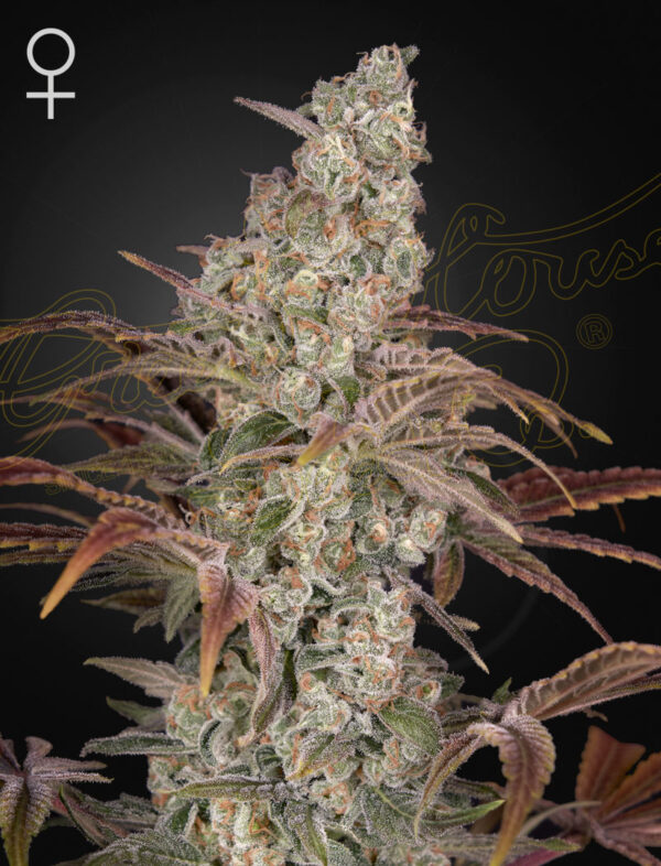 Jack’s Dream feminiserede cannabisfrø fra Green House Seeds
