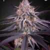 King’s Juice autoblomstrende cannabisfrø fra Green House Seeds