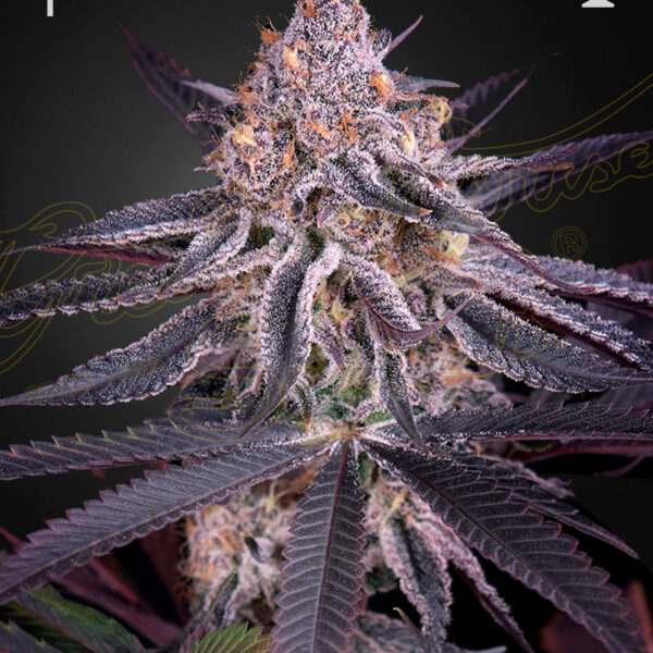 King’s Juice autoblomstrende cannabisfrø fra Green House Seeds