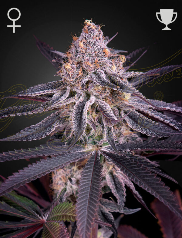 King’s Juice autoblomstrende cannabisfrø fra Green House Seeds