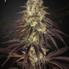 Kong’s Krush feminiserede cannabisfrø fra Green House Seeds