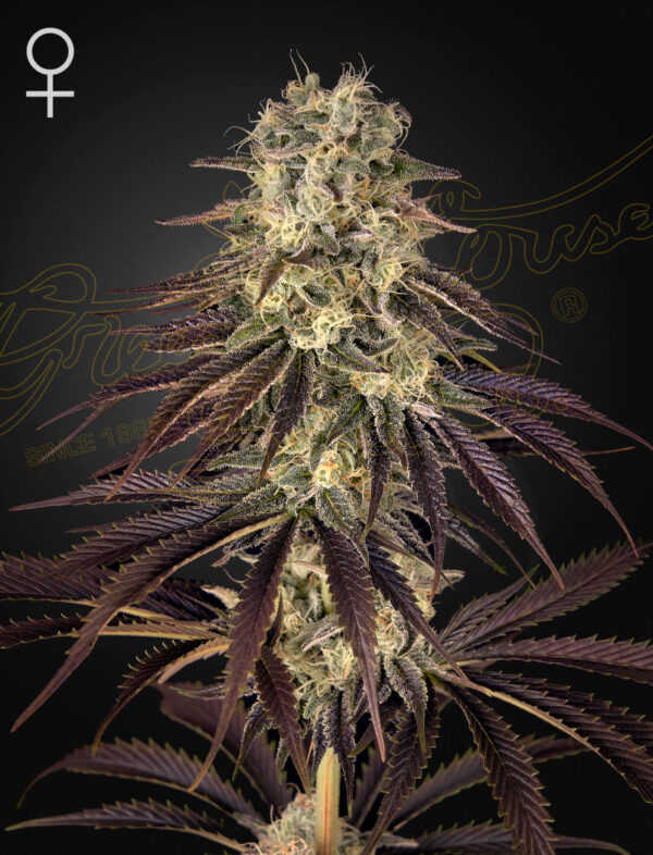 Kong’s Krush feminiserede cannabisfrø fra Green House Seeds