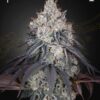Lemon Orange feminiserede cannabisfrø fra Green House Seeds