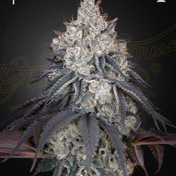 Lemon Orange feminiserede cannabisfrø fra Green House Seeds