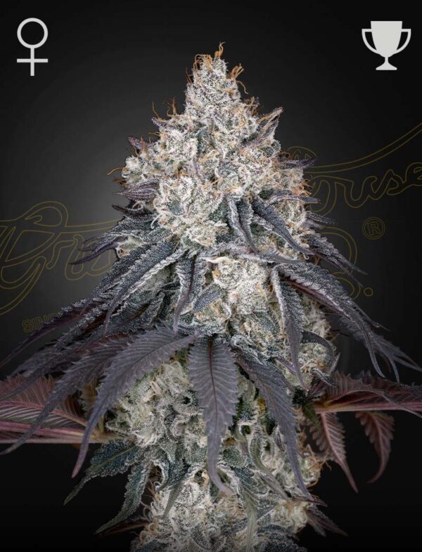 Lemon Orange feminiserede cannabisfrø fra Green House Seeds
