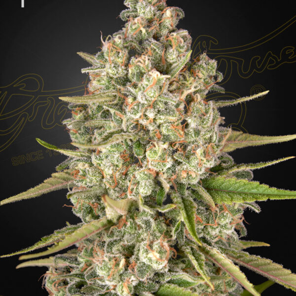 Lost Pearl feminiserede cannabisfrø fra Green House Seeds