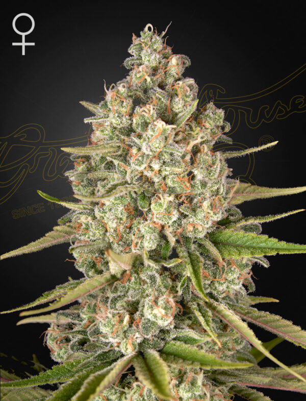Lost Pearl feminiserede cannabisfrø fra Green House Seeds