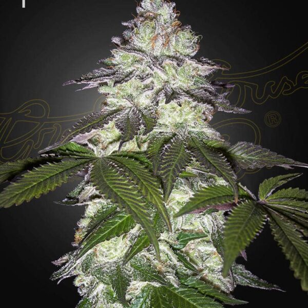 Milky Dreams feminiserede cannabisfrø fra Green House Seeds