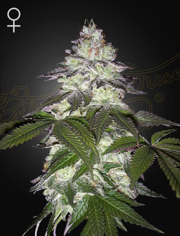 Milky Dreams feminiserede cannabisfrø fra Green House Seeds