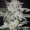 Sweet Valley Kush feminiserede cannabisfrø fra Green House Seeds