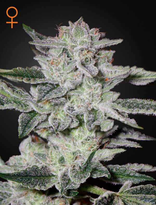 Sweet Valley Kush feminiserede cannabisfrø fra Green House Seeds
