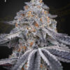 Velvet Moon feminiserede cannabisfrø fra Green House Seeds