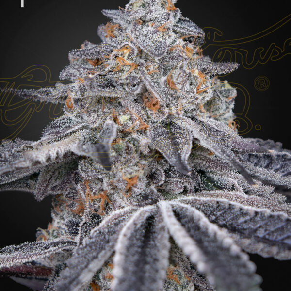 Velvet Moon feminiserede cannabisfrø fra Green House Seeds