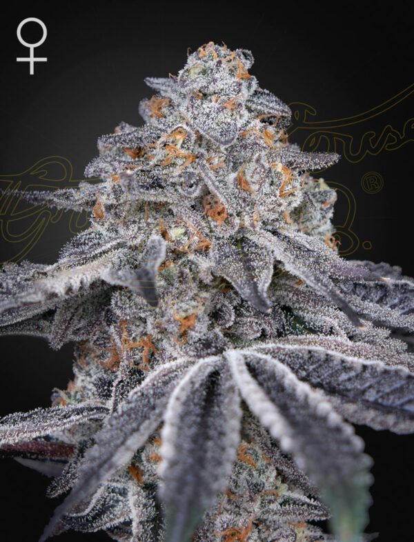 Velvet Moon feminiserede cannabisfrø fra Green House Seeds