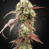 West Coast OG x Gelato 41 autoblomstrende cannabisfrø fra Green House Seeds