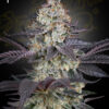 Ztrawberry feminiserede cannabisfrø fra Green House Seeds