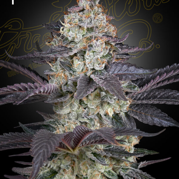 Ztrawberry feminiserede cannabisfrø fra Green House Seeds