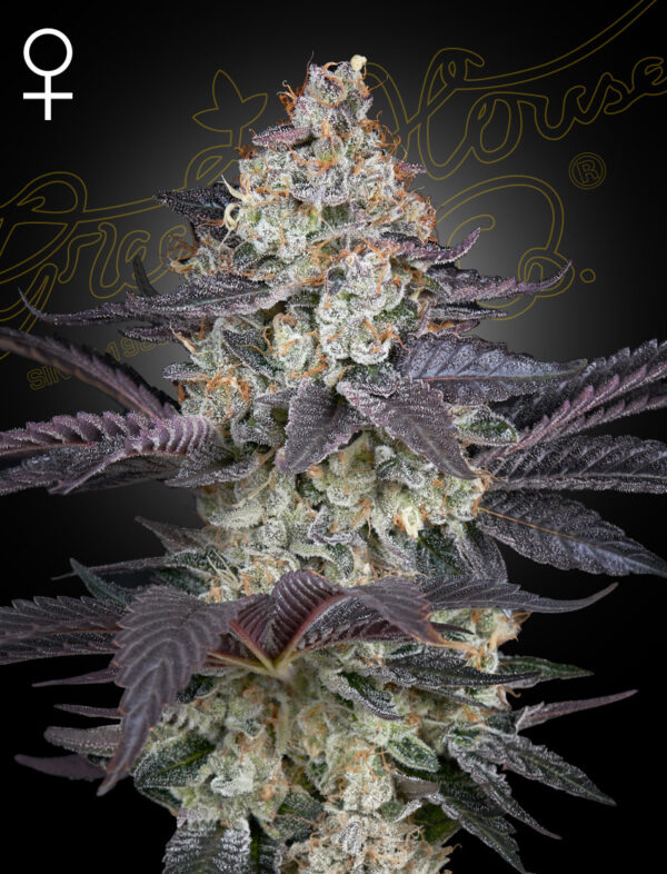 Ztrawberry feminiserede cannabisfrø fra Green House Seeds