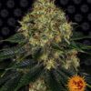 Skywalker OG autoblomstrende skunkfrø fra Barneys Farm