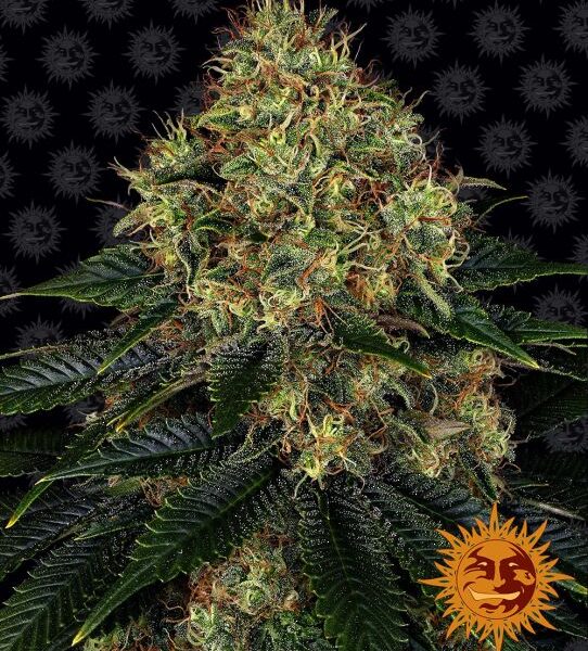 Skywalker OG autoblomstrende skunkfrø fra Barneys Farm