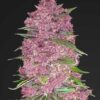 Purple Lemonade autoblomstrende cannabisfrø med citrusaroma